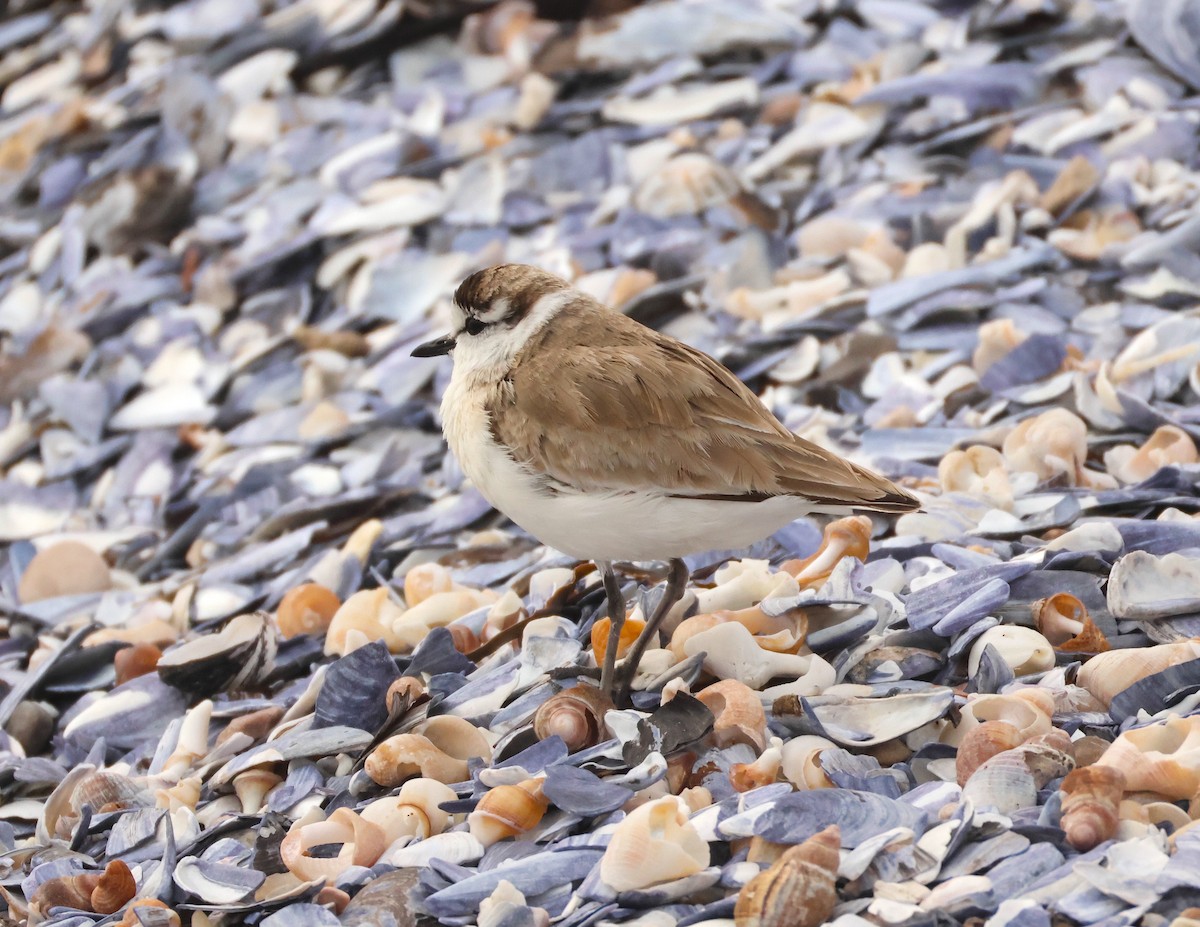 White-fronted Plover - ML643295638