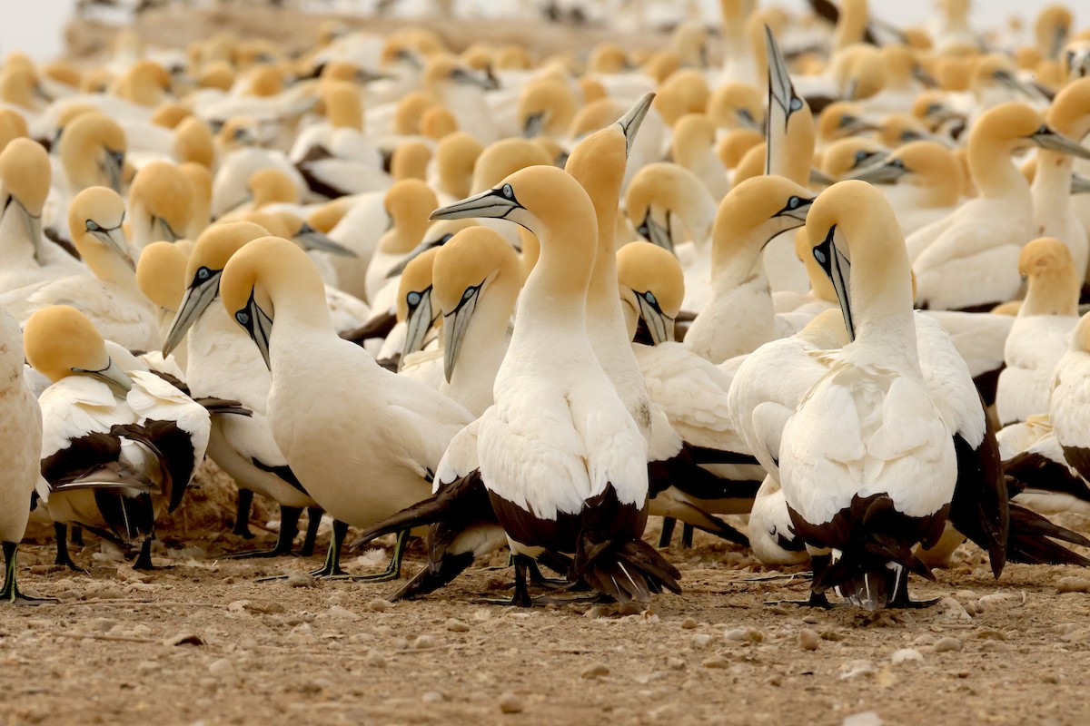 Cape Gannet - ML643295652
