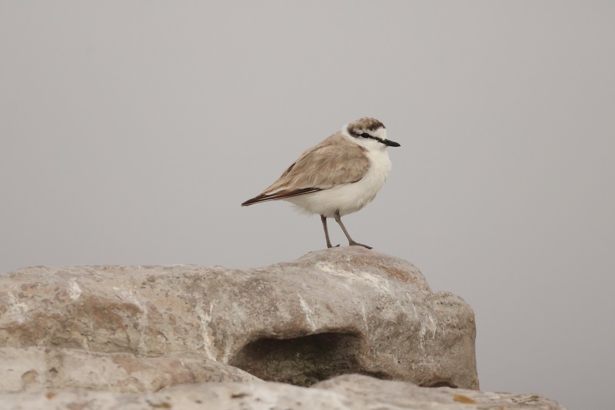 White-fronted Plover - ML643295662