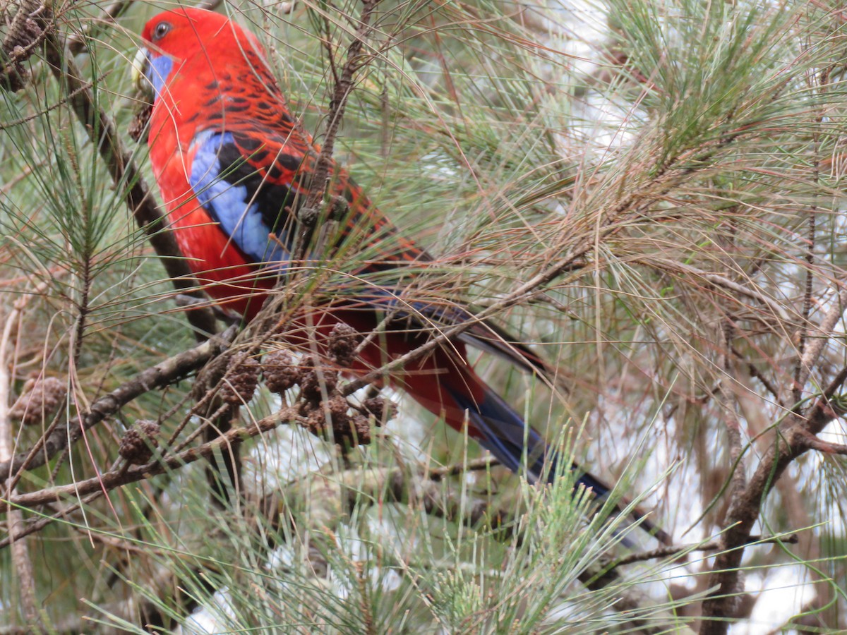 Rosella cremisi - ML643295665