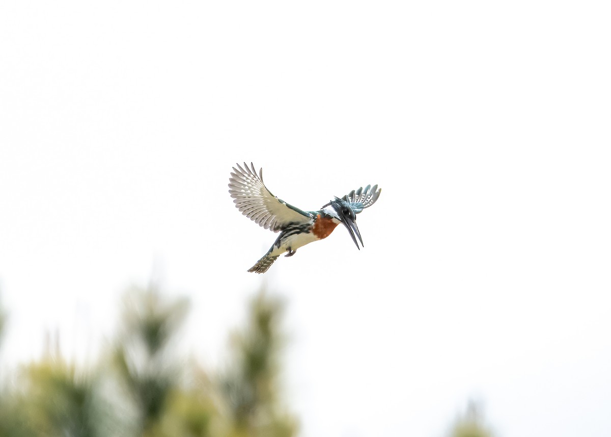 Amazon Kingfisher - ML643295666