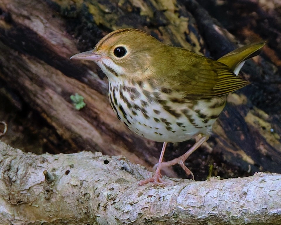 Ovenbird - ML643295672