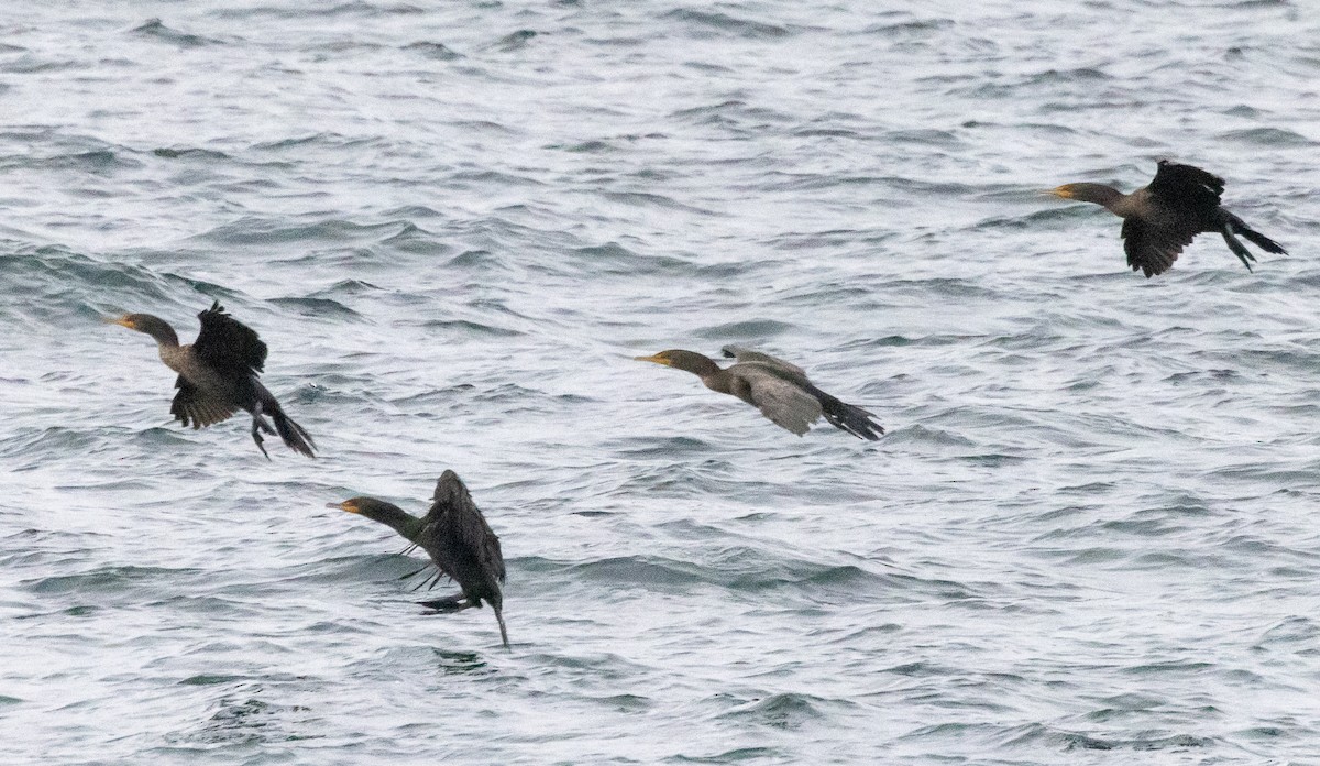 Double-crested Cormorant - ML643295674