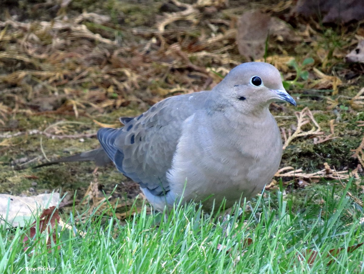 Mourning Dove - ML643295677