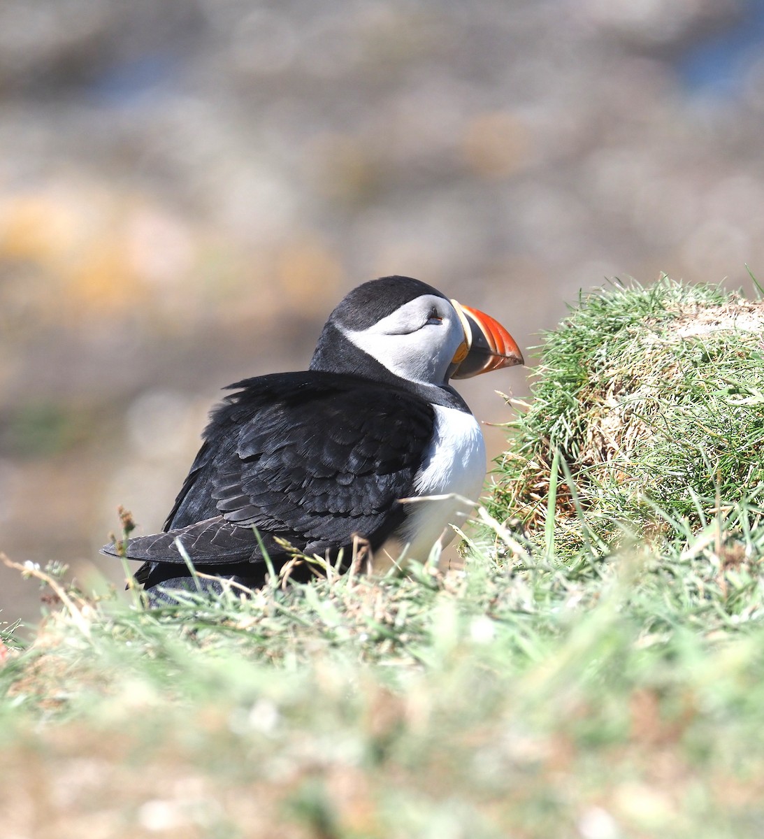 Atlantic Puffin - ML643295679