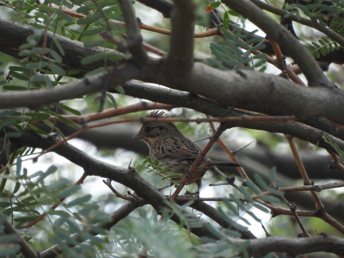 Lincoln's Sparrow - ML643295687