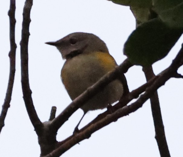 American Redstart - ML643295688