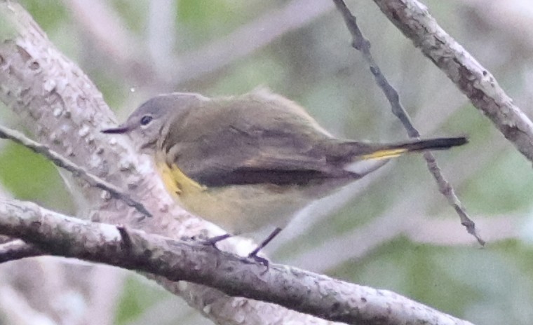 American Redstart - ML643295689