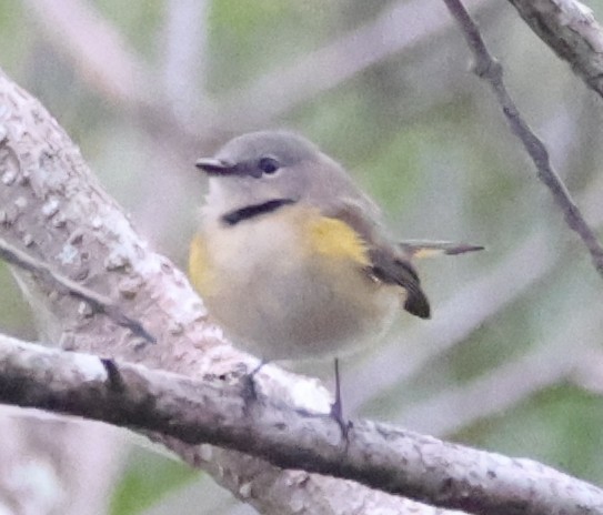 American Redstart - ML643295690
