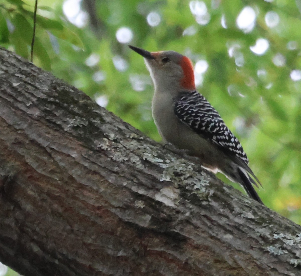 Red-bellied Woodpecker - ML643295691