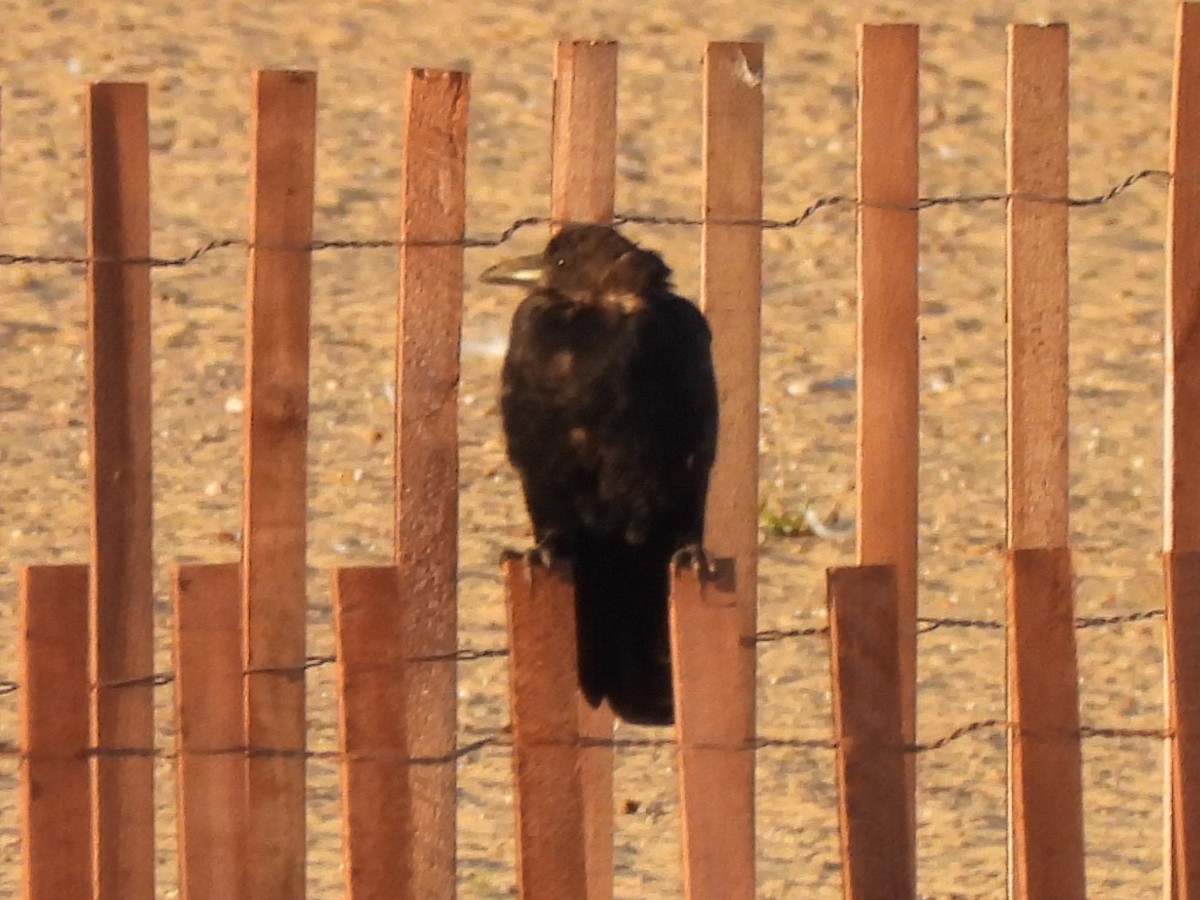 American Crow - ML643295693