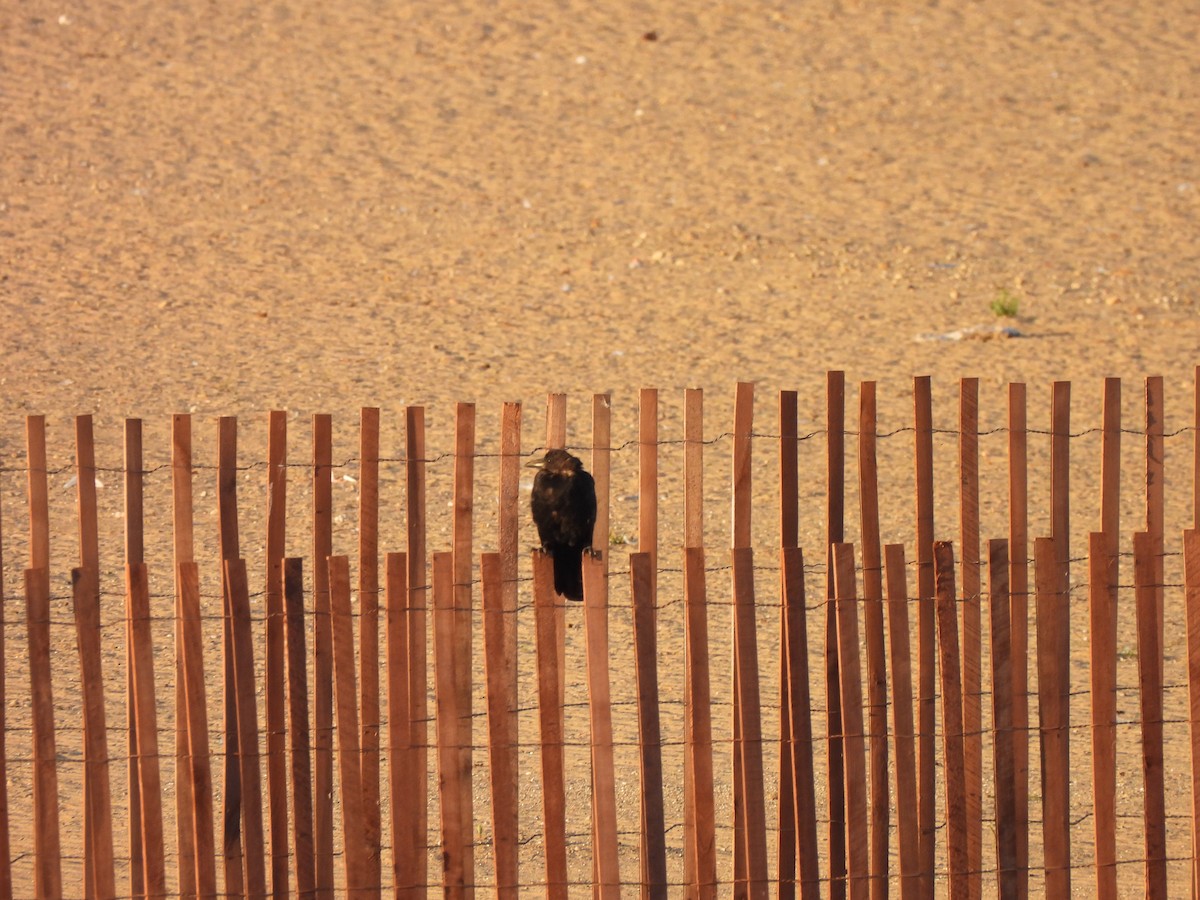 American Crow - ML643295694