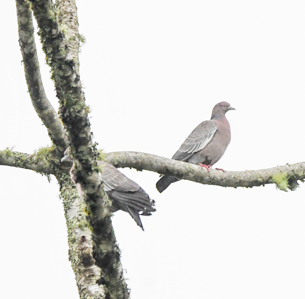 Eared Dove - ML643295696