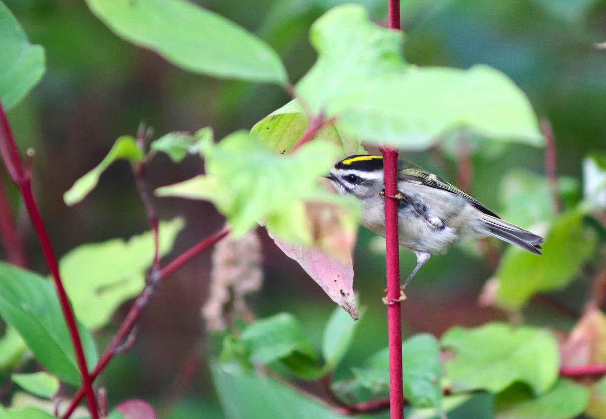 Golden-crowned Kinglet - ML643295697