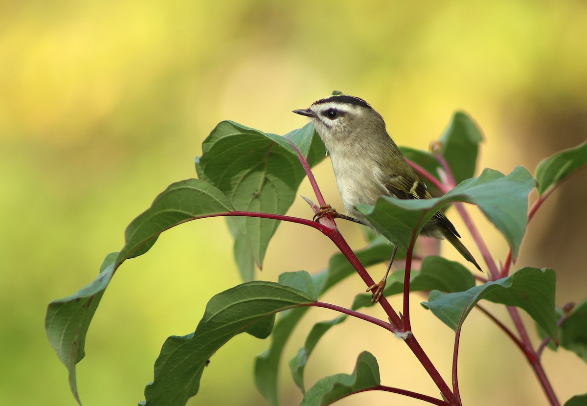 Golden-crowned Kinglet - ML643295698