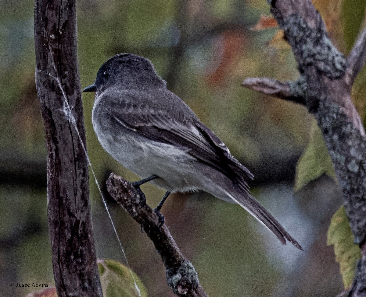 Eastern Phoebe - ML643295699