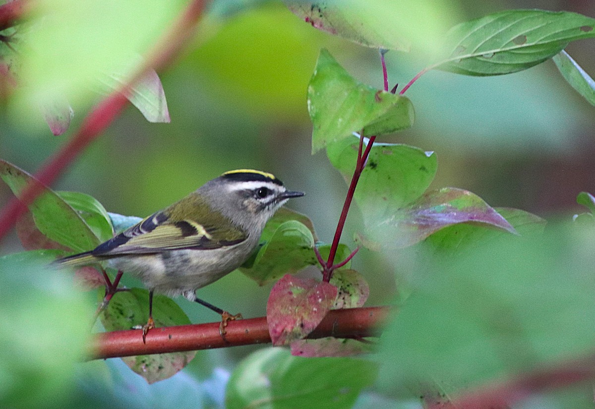 Golden-crowned Kinglet - ML643295700