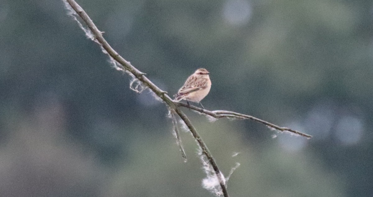 Whinchat - ML643295701