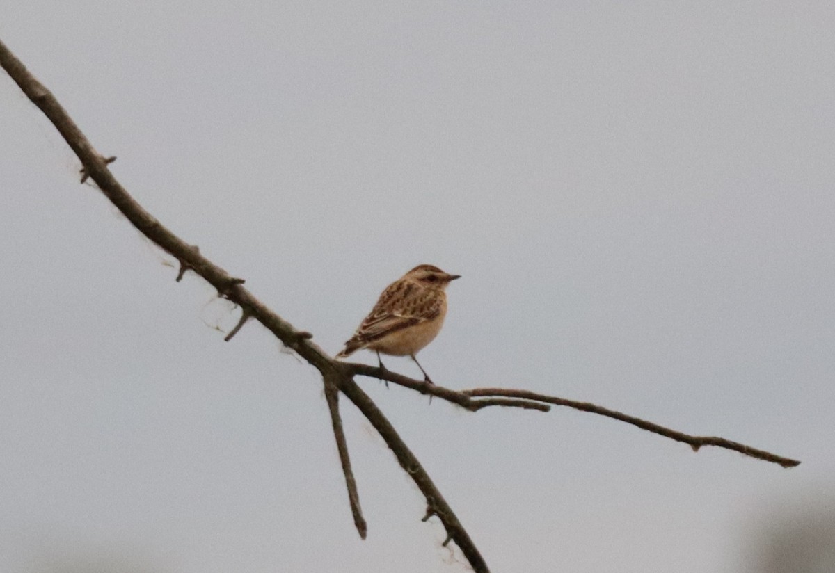 Whinchat - ML643295702