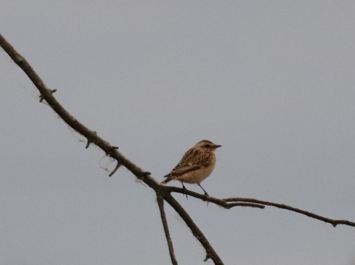 Whinchat - ML643295703