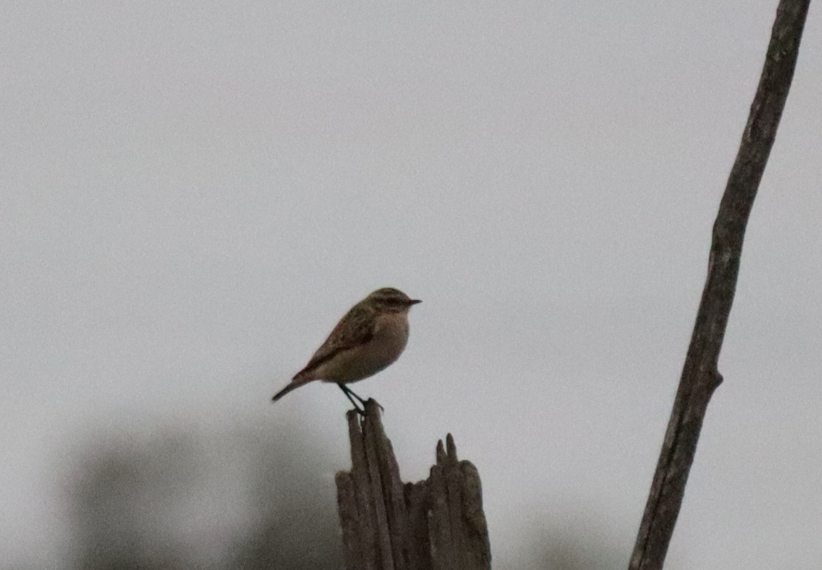 Whinchat - ML643295704