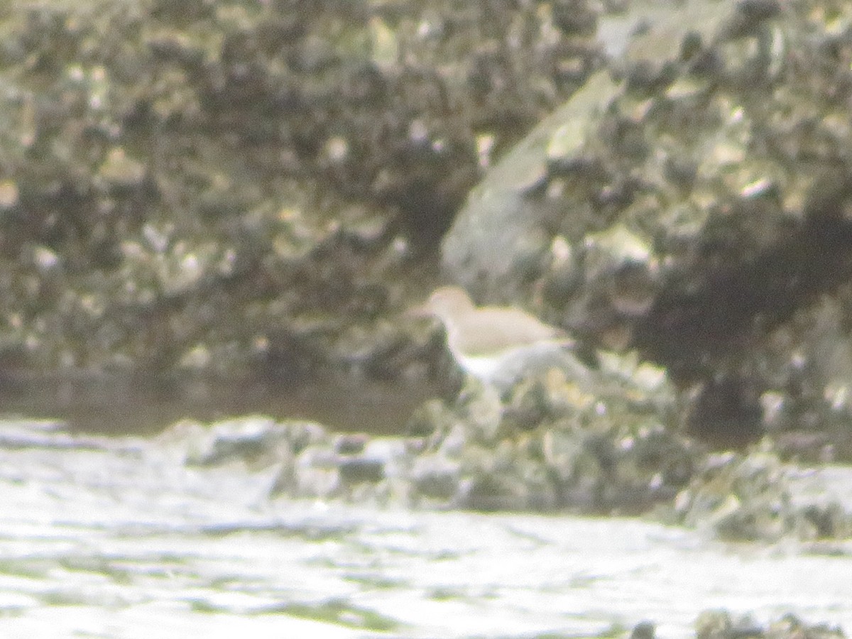 Spotted Sandpiper - ML643295705