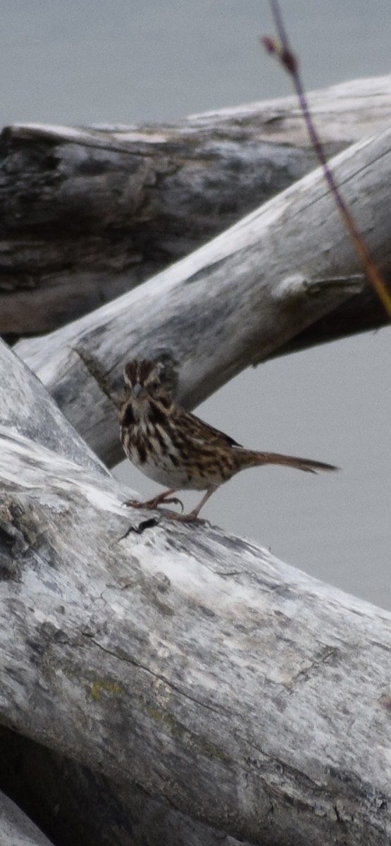 Song Sparrow - ML643295706