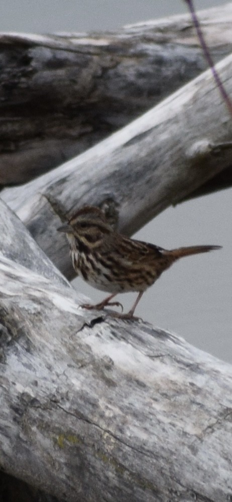 Song Sparrow - ML643295707