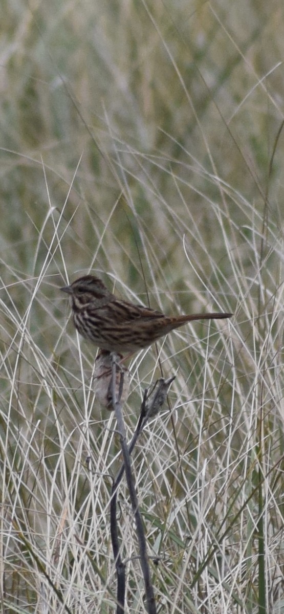 Song Sparrow - ML643295708