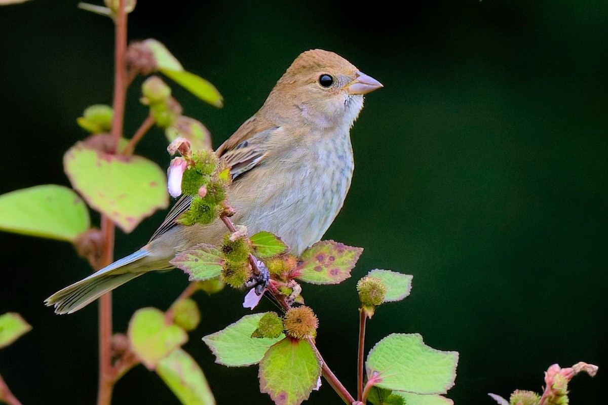Indigo Bunting - ML643295710