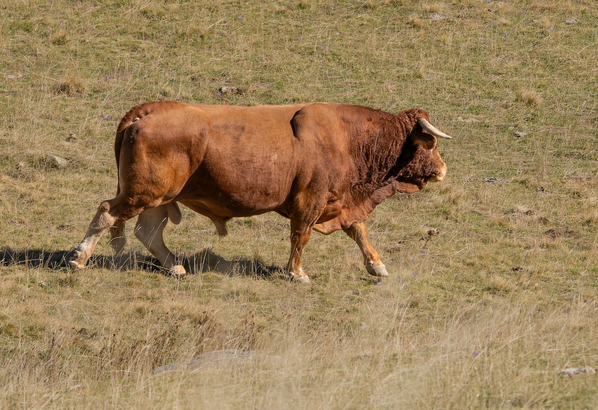 Mammals - ML643295711