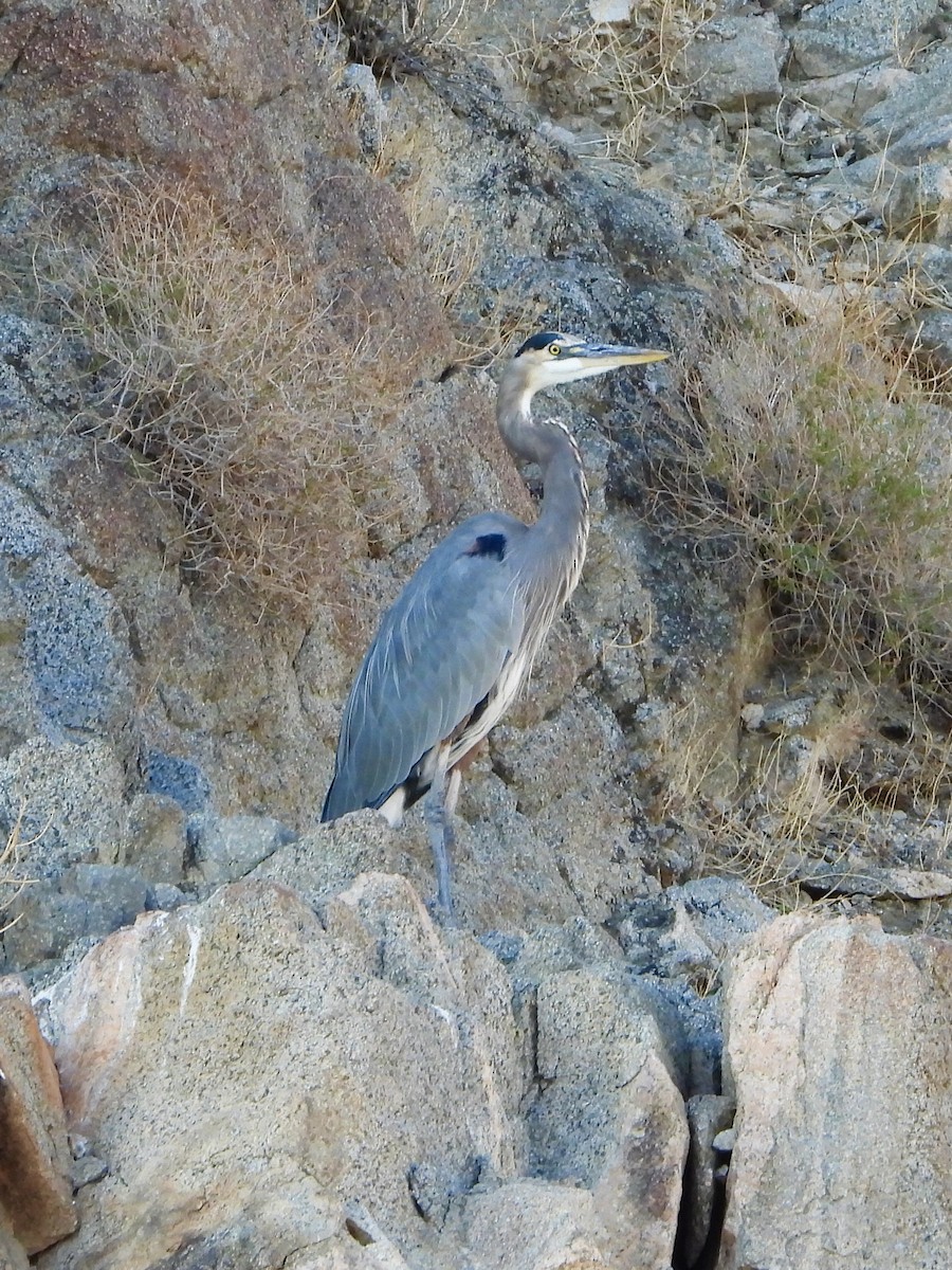 Great Blue Heron - ML643295712