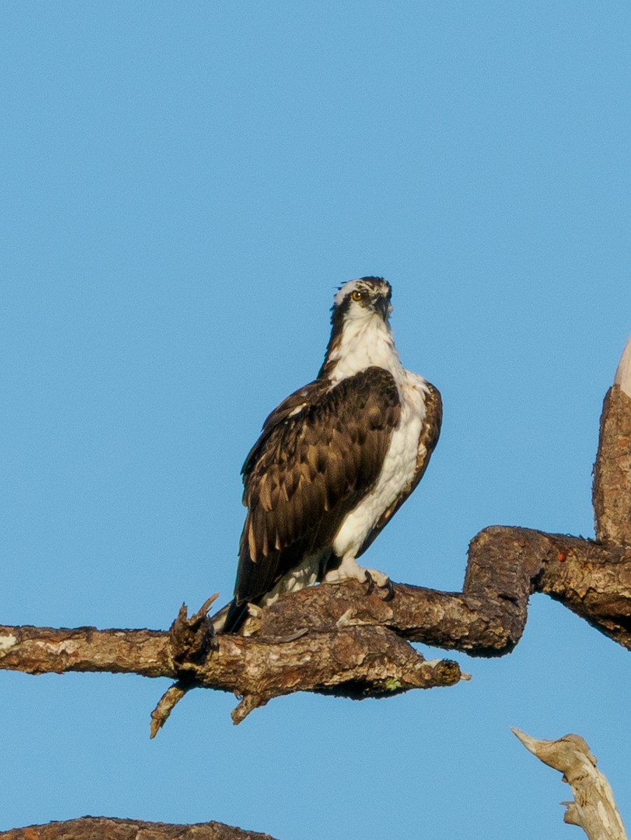 Osprey - ML643295713
