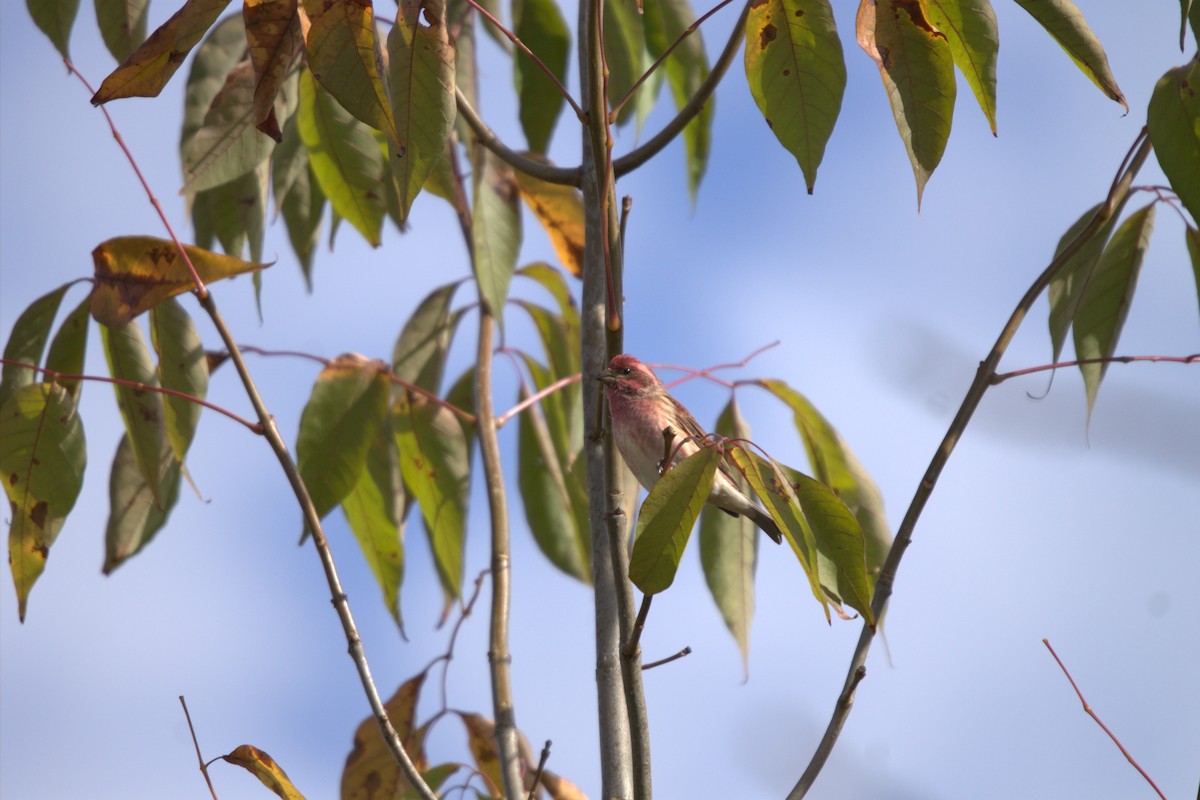 Purple Finch - ML643295718