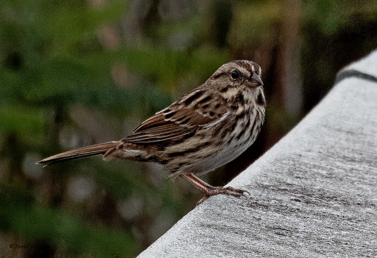 Song Sparrow - ML643295721