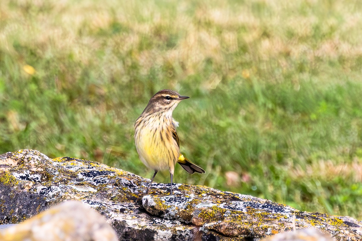 Palm Warbler - ML643295734