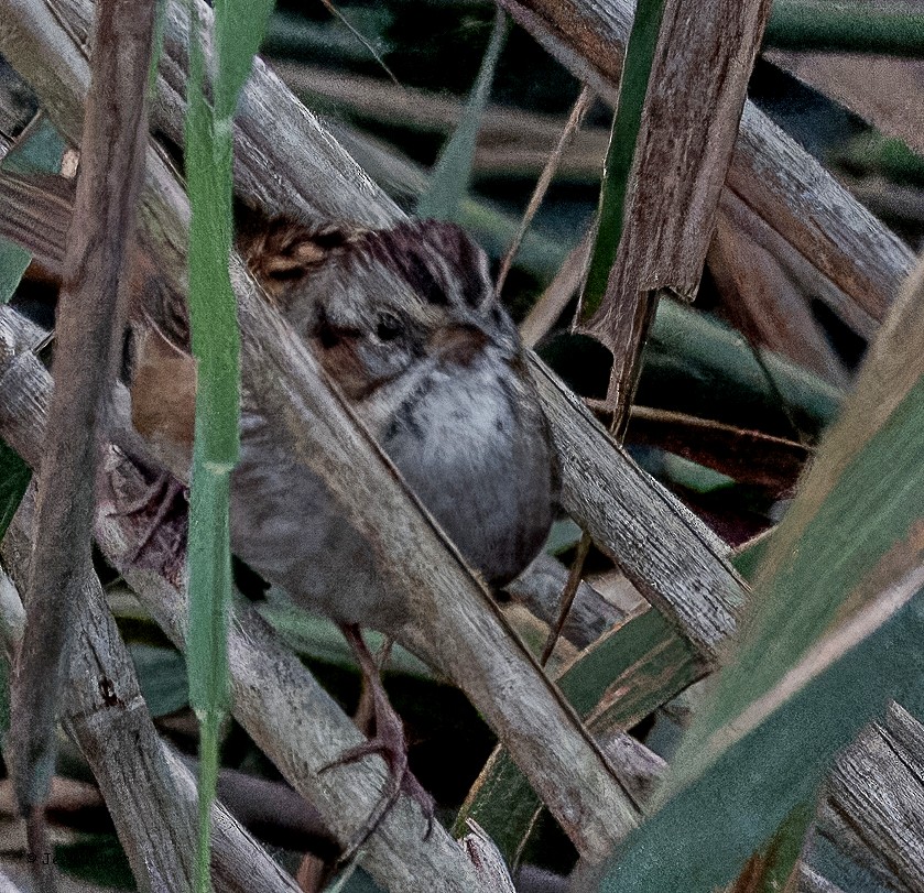 Swamp Sparrow - ML643295736