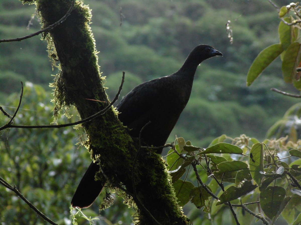 Sickle-winged Guan - ML643295738