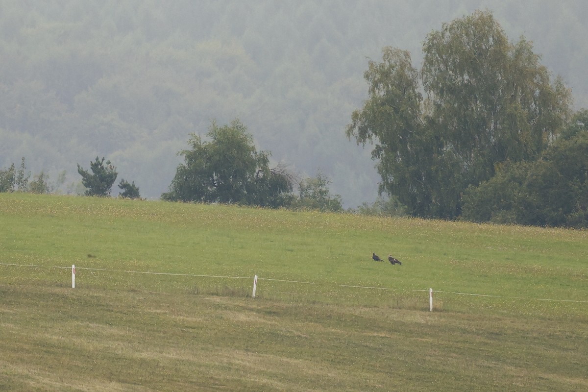 Golden Eagle - ML643295747