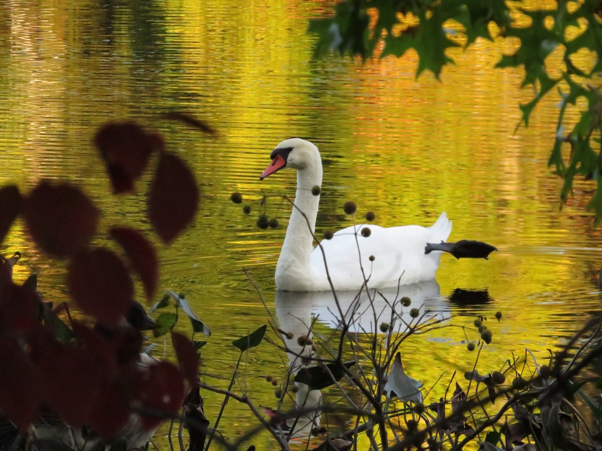 Mute Swan - ML643295749