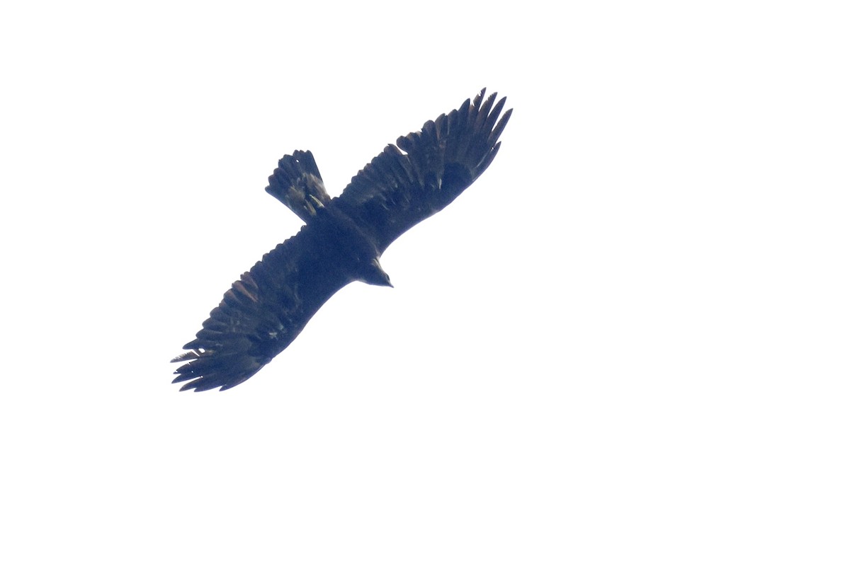 Golden Eagle - ML643295757