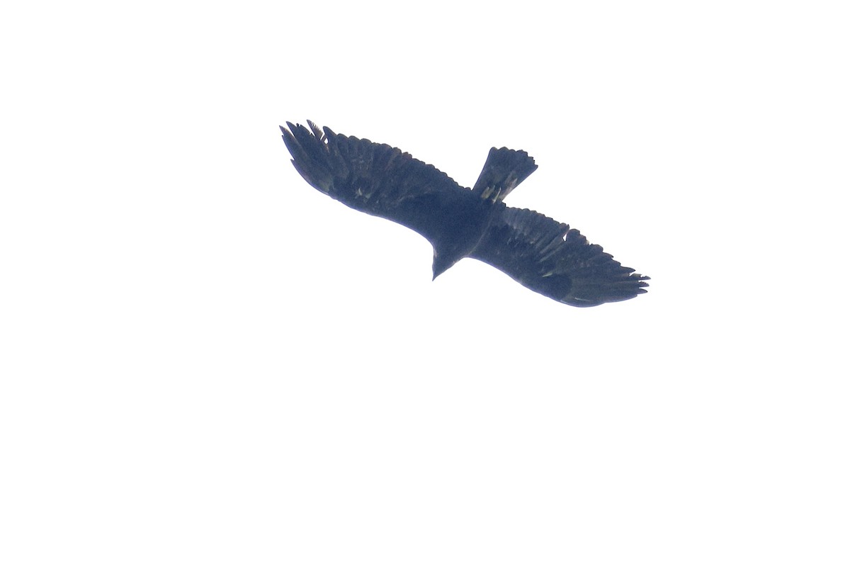Golden Eagle - ML643295770