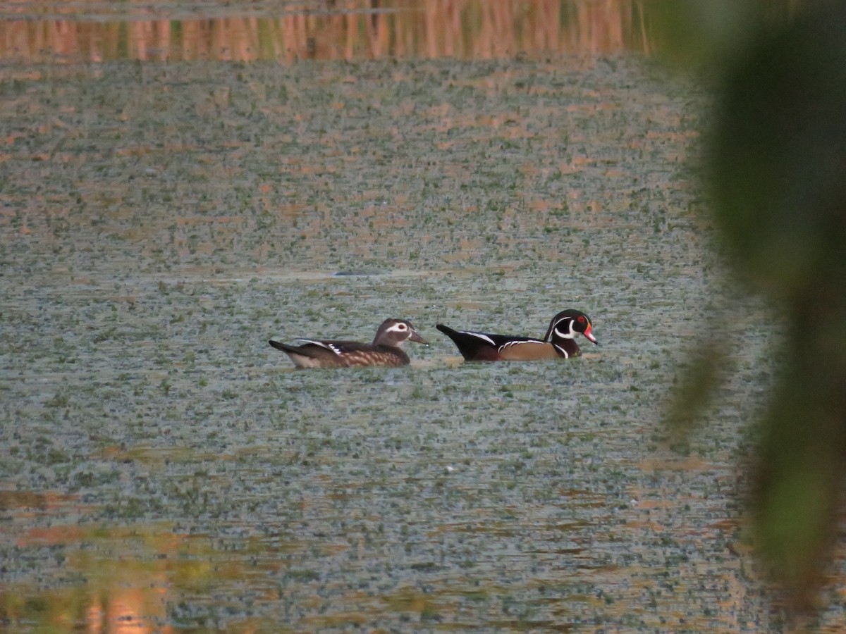 Wood Duck - ML643295772