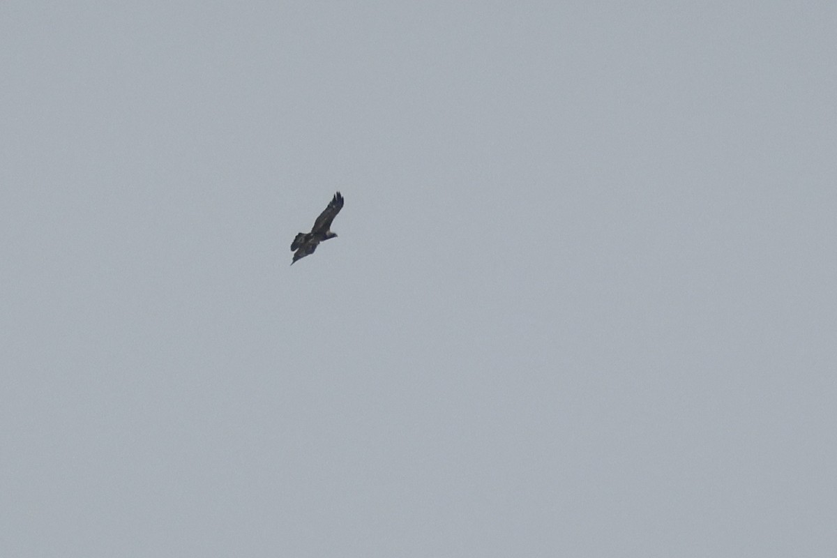Golden Eagle - ML643295776