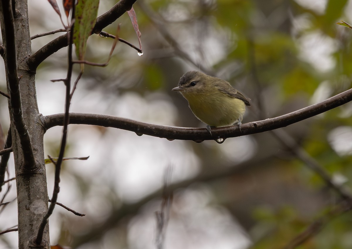 Philadelphia Vireo - ML643295789