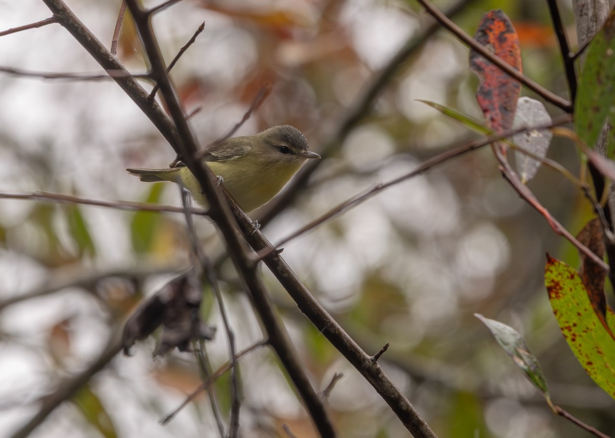 Philadelphia Vireo - ML643295790