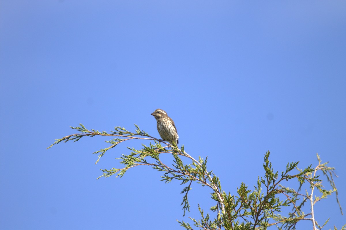 Purple Finch - ML643295791