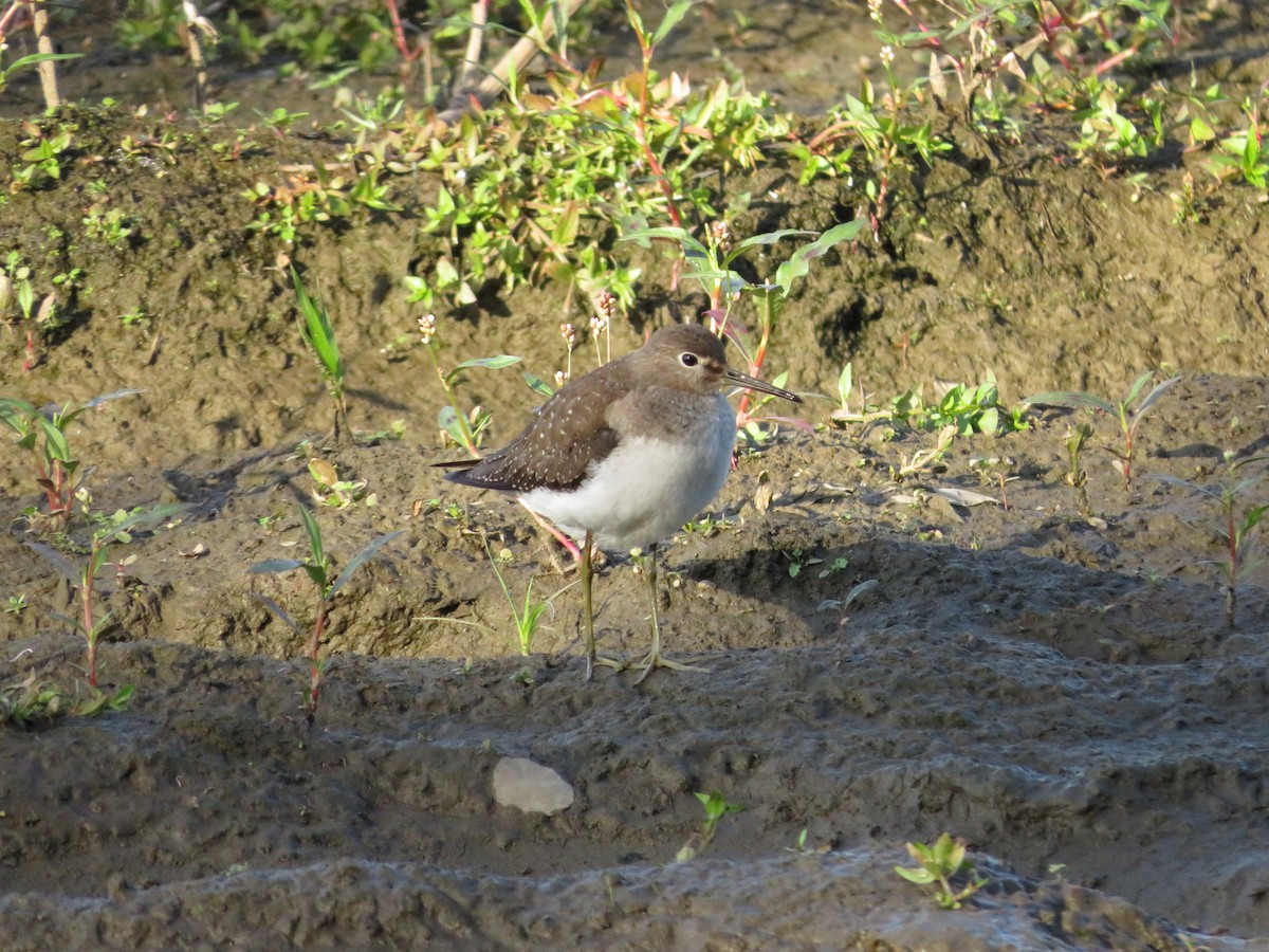 Solitary Sandpiper - ML643295794