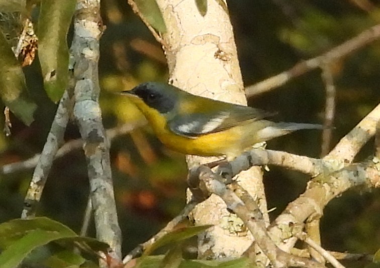 Tropical Parula - ML643295808