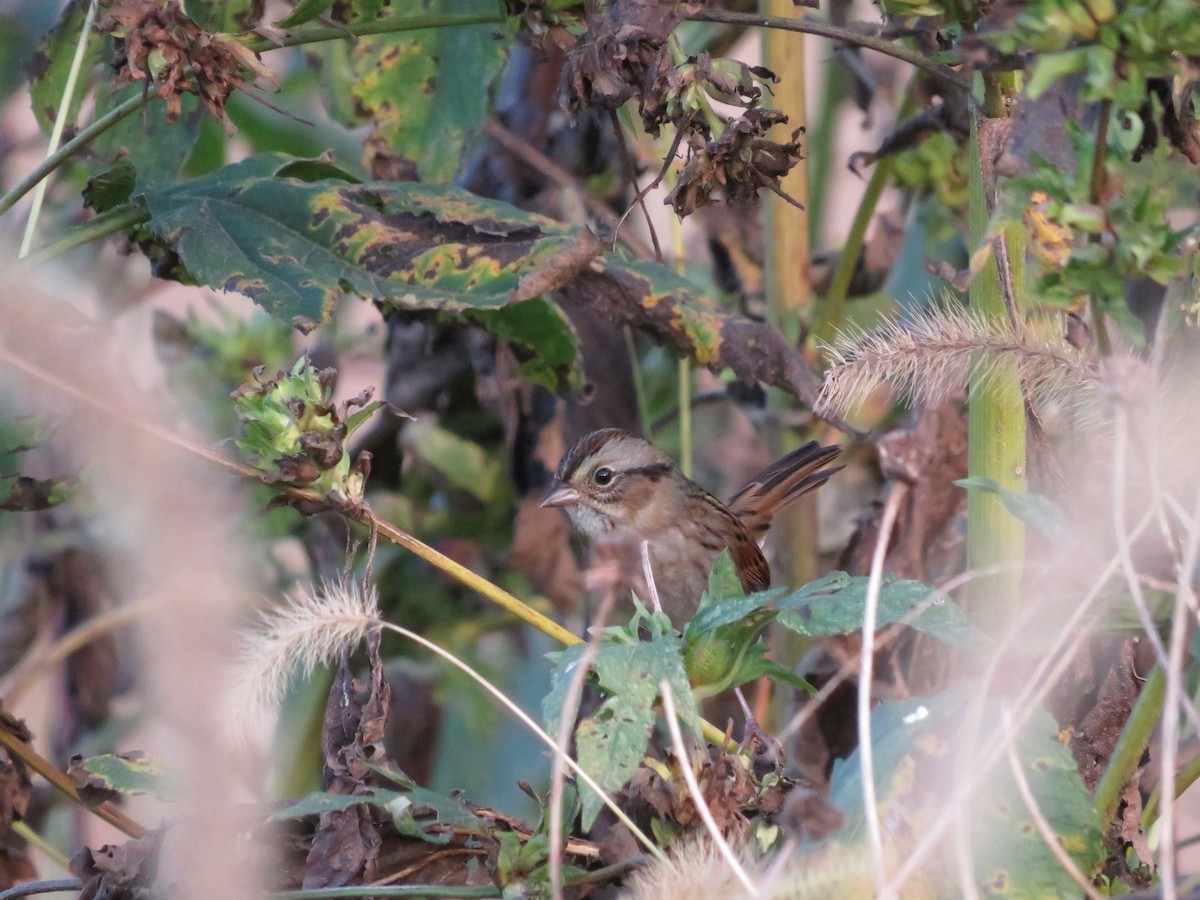 Swamp Sparrow - ML643295811